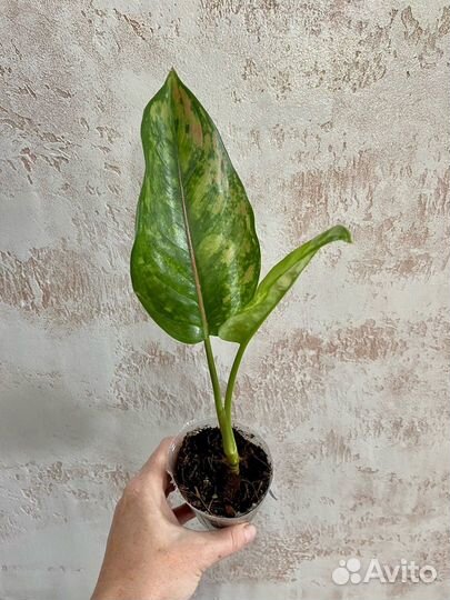 Аглаонемы сортовые (Таиланд)