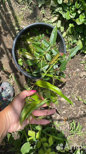 Клематис Арманди белый