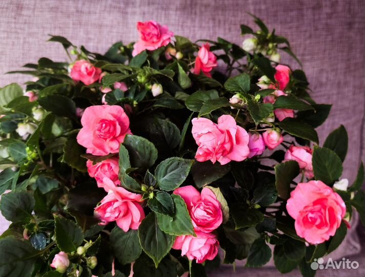 Бальзамин (Impatiens) серии Musica