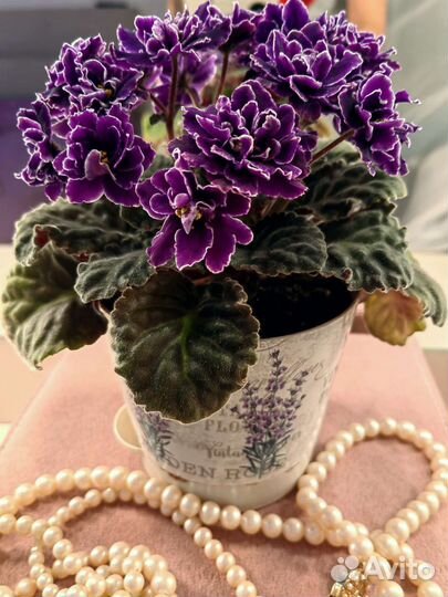 Фиалка с белой окантовкой