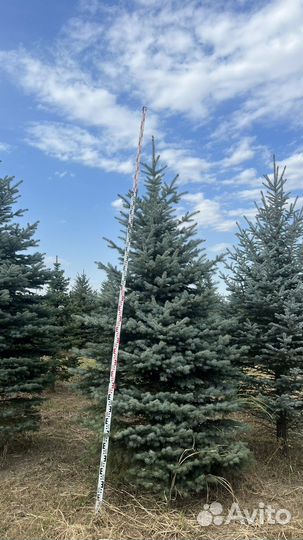 Ель туя клен и т.д