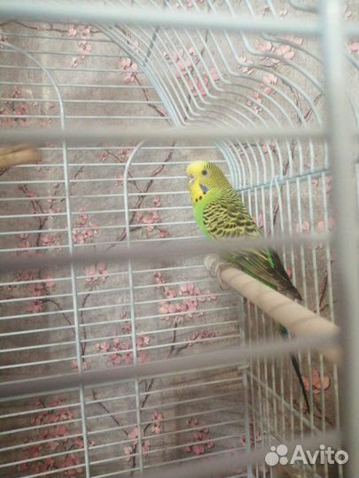 Волнистый попугай с клеткой