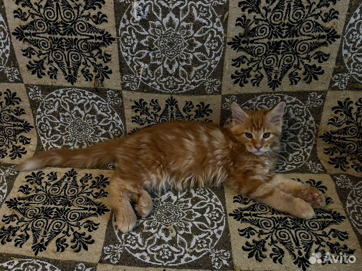 Котята мейн-кун 2,5 мес