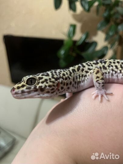 Эублефар самец