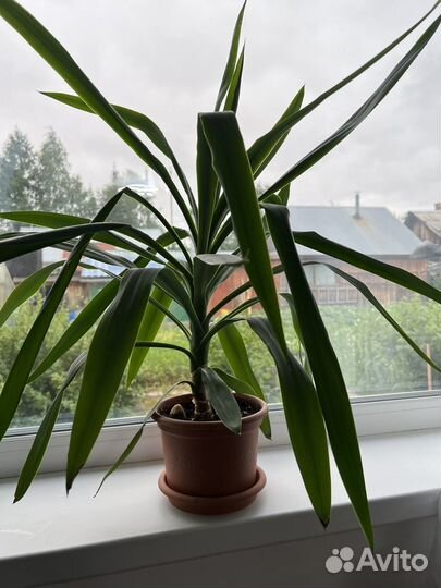 Комнатные цветы юкка