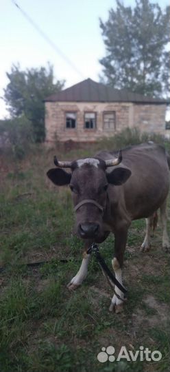 Корова дойная продам