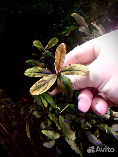 Аквариумные мхи и буцефаландры.Сайдекс