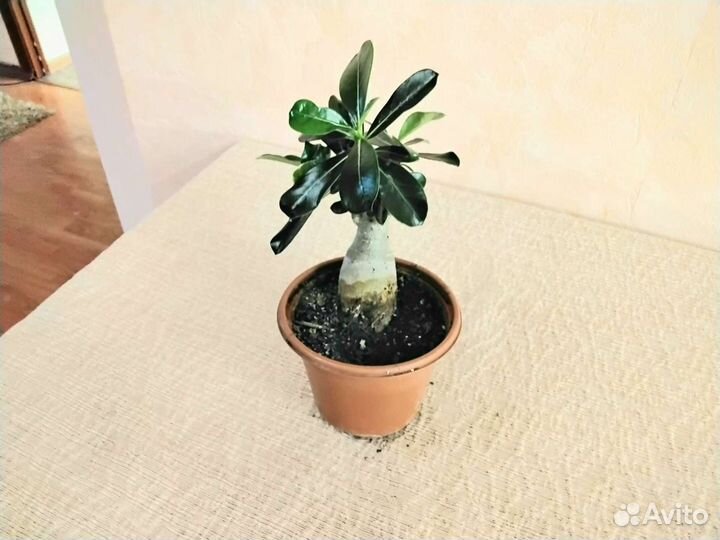 Суккуленты сортовые комнатные растения