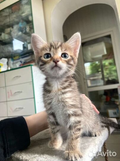 Котёнок девочка в добрые руки