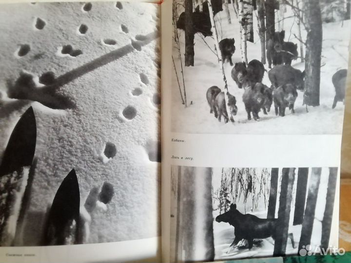 Детские книги О природе