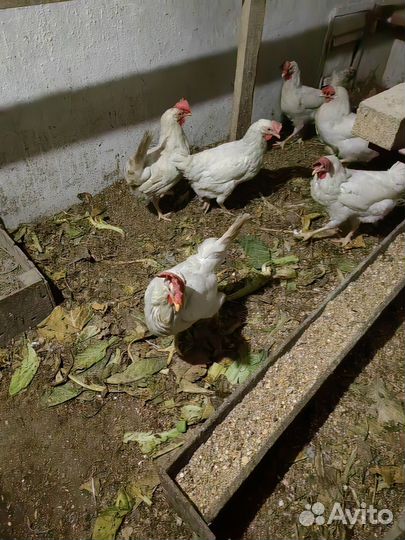 Куры несушки