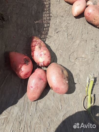 Продам кортофель