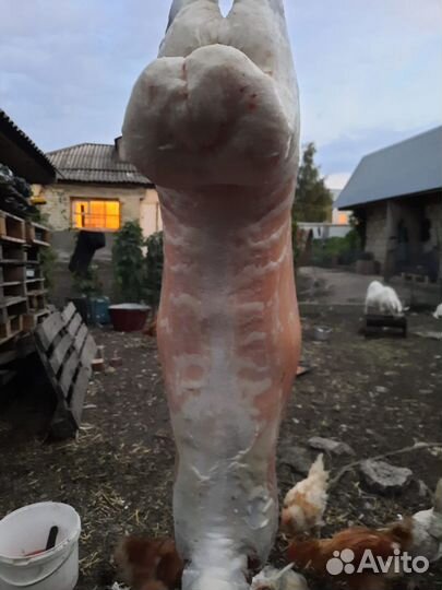 Ягнята барашки саратов