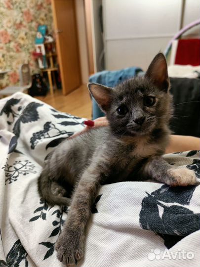 Котенок Малышка