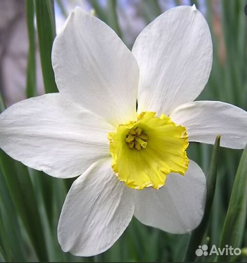 Гвоздика многолетняя, Ясколка, Хоста