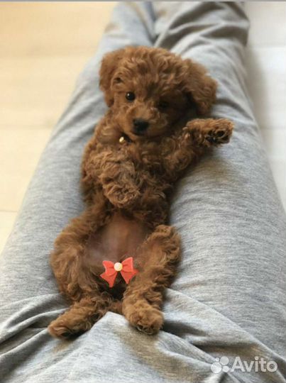 Милашка мальтипу