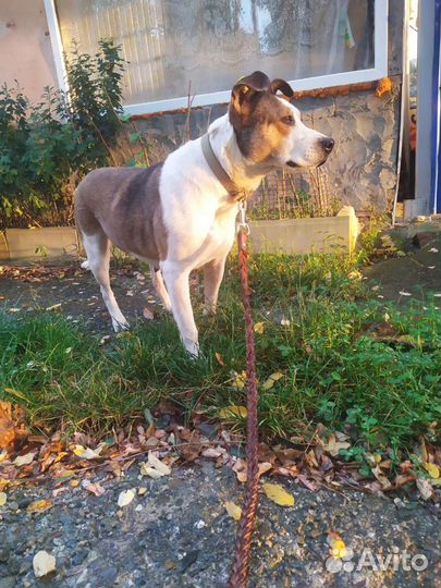 Марта ищет дом