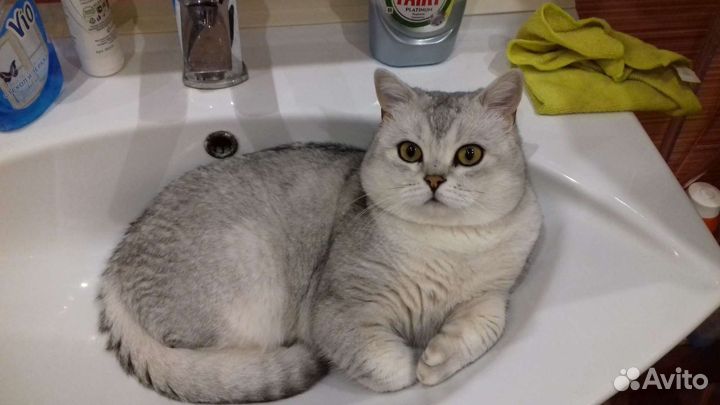 Британские коты вязка