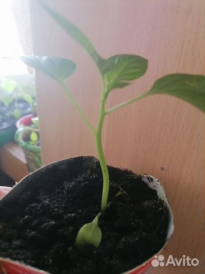 Рассада сладкого перца