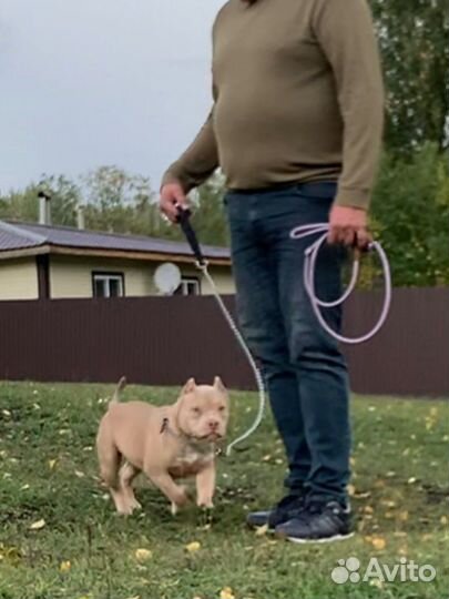 Американский булли