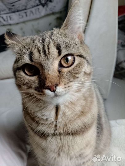 Кошка метис