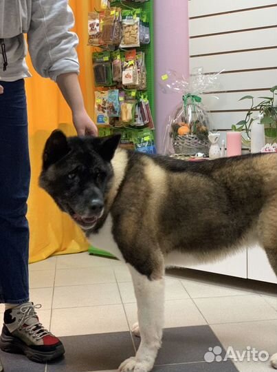 Груминг (стрижка собак и кошек)