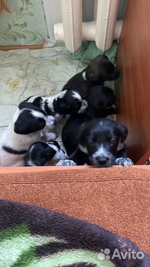 Щенки спаниеля