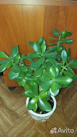 Драцена, толстянка