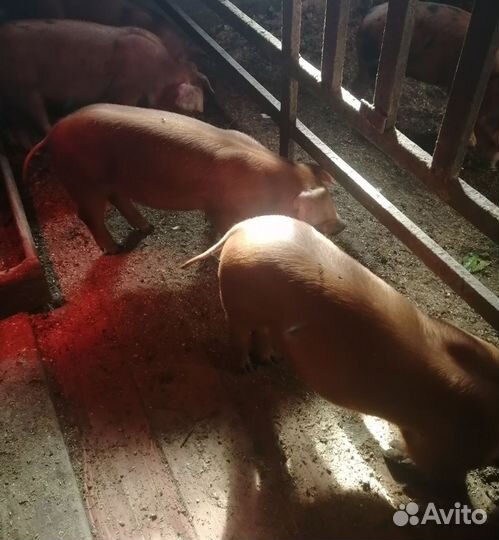 Поросята Дюрок 2,5мес