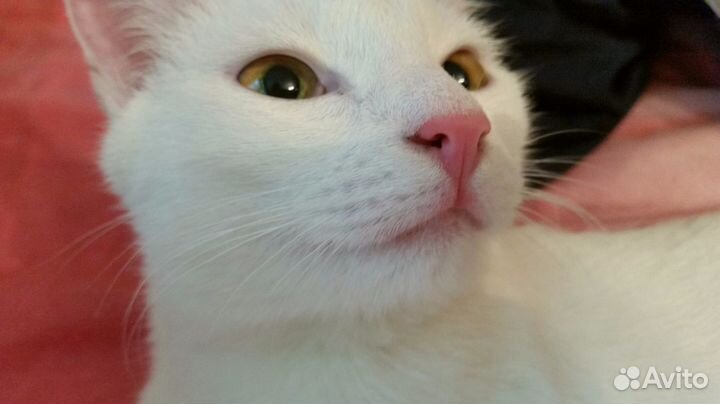 Передержка кошек и котов