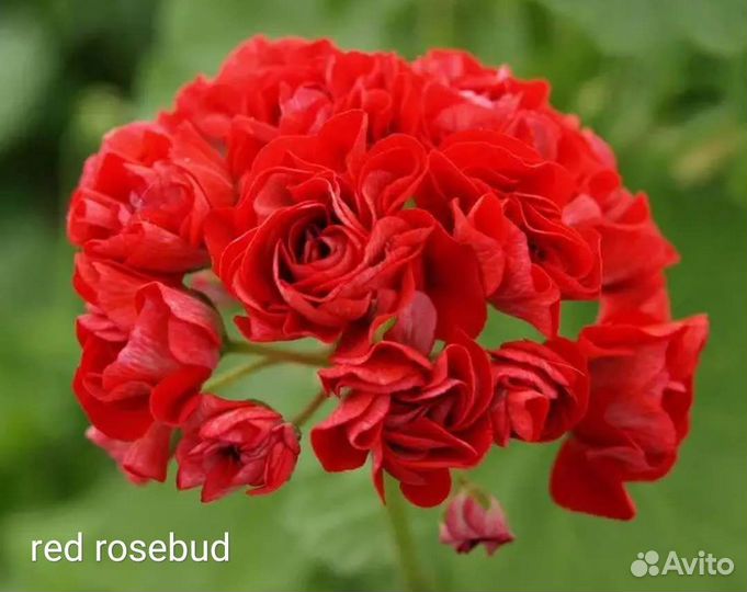 Пеларгония герань сортовая