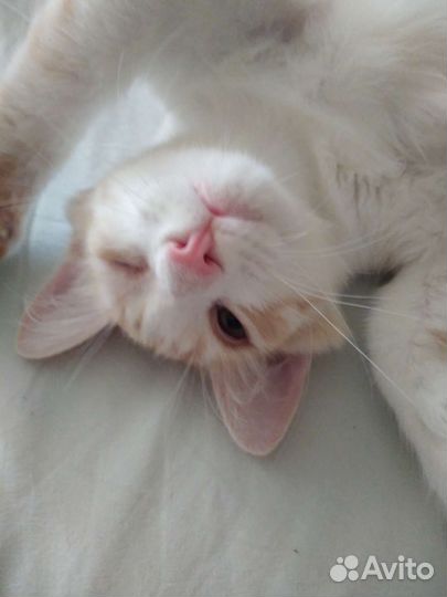 Отдам в очень добрые руки