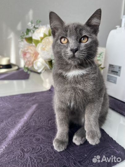 Котенок ищет дом