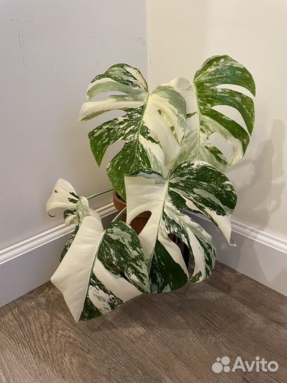 Монстера Борзига