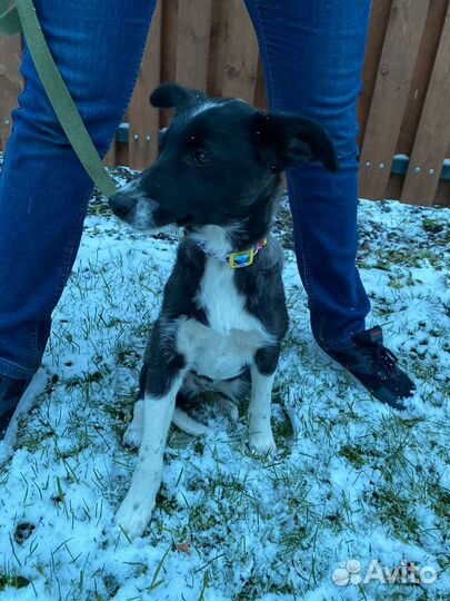 Щенок Рокки в добрые руки