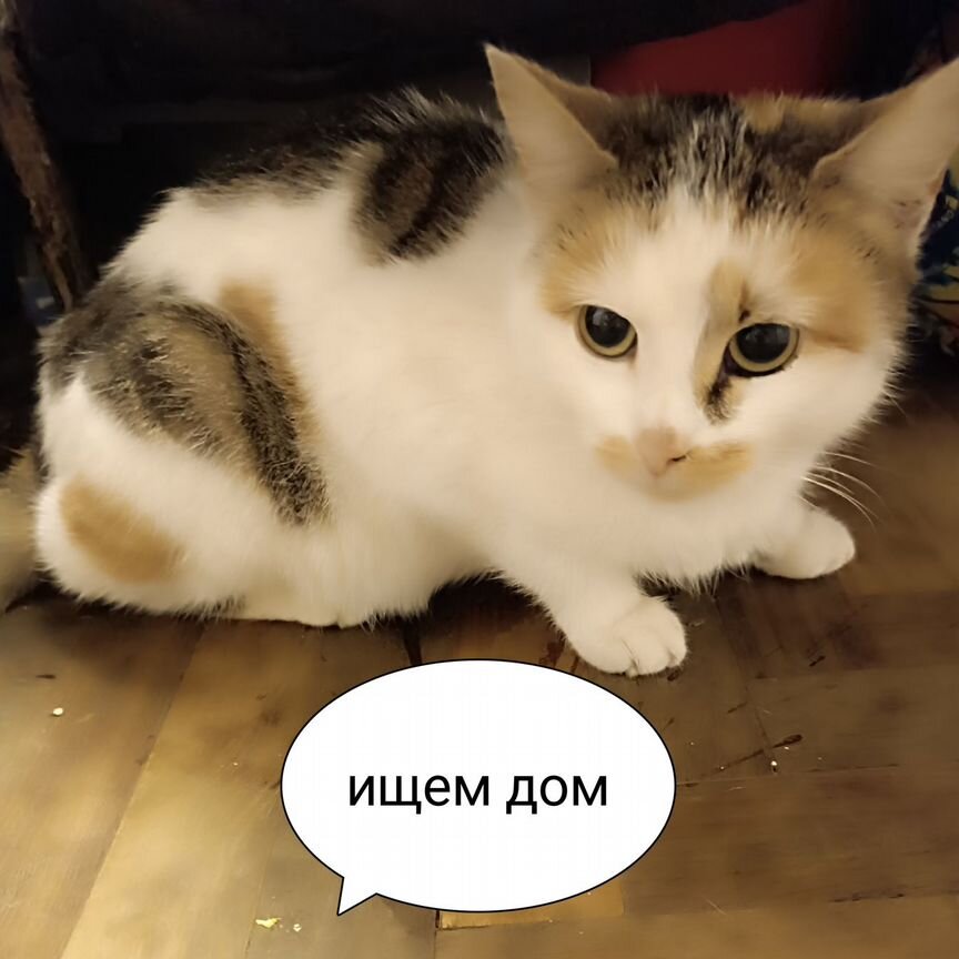 Котейка