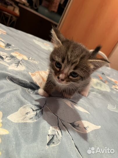 Котики бесплатно в добрые руки