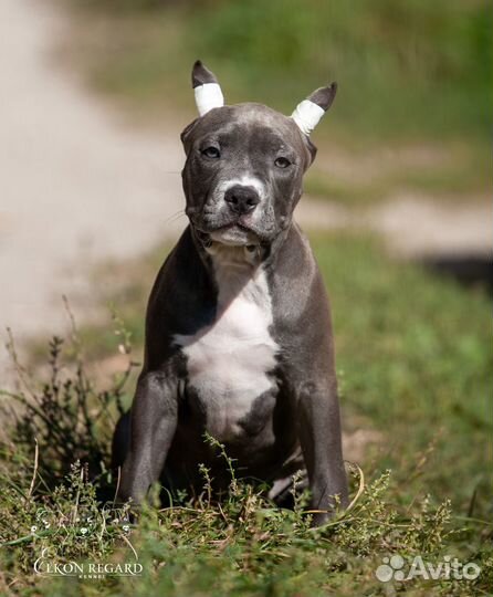 Голубая девочка Амстафф