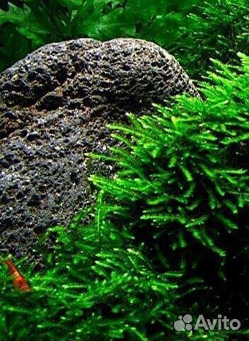 Аквариумные растения