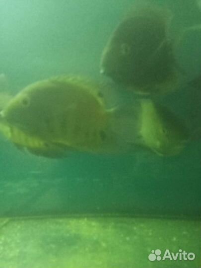 Живая рыба