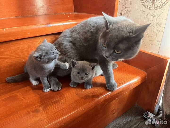 Британская