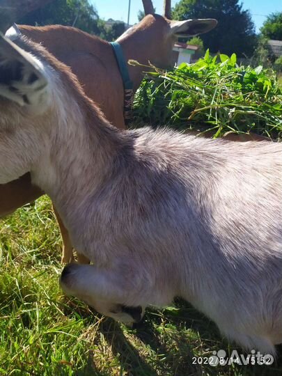 Коза дойная, козочка, козлёнок, козел