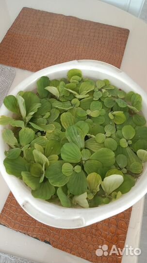 Растения для аквариума