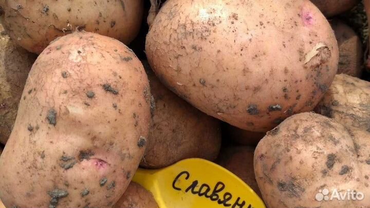 Семенной картофель Славянка
