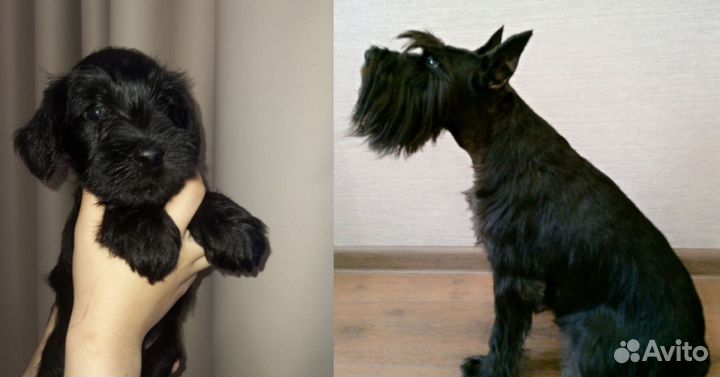 Цвергшнауцер