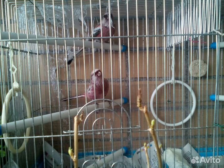 Ремез осенний. самец. птица