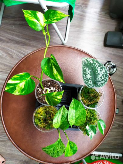 Наборы сциндапсус, эпипремнум