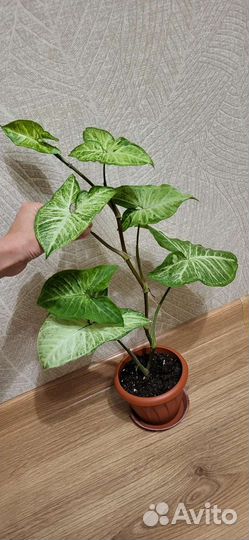 Сингониум White Butterfly (Белая Бабочка)