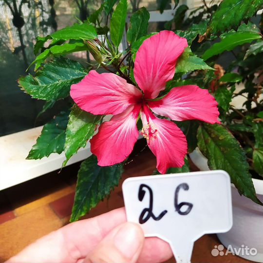 Гибискус комнатный