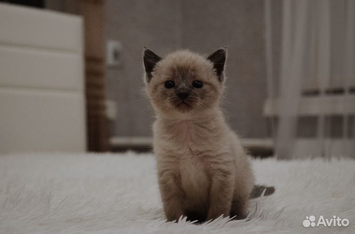 Котенок